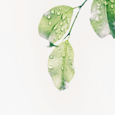 Respectueux de l'environnement